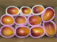 訳あり】宮崎県産 完熟マンゴー 業務加工向け 大容量 5.8㌔ - メルカリ