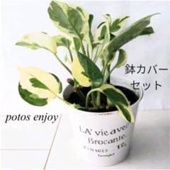 観葉植物　ポトス・エンジョイのサムネイル