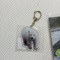 男鹿水族館 シロクマ ホッキョクグマ モモ太 - メルカリ