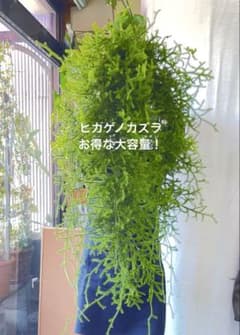 ヒカゲノカズラ フレッシュ生花 お得な大容量！ 宅配便140サイズ 本州