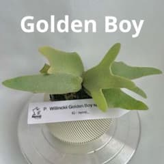 第四種郵便】P. wilinckii Golden Boy spore【91】 - メルカリ
