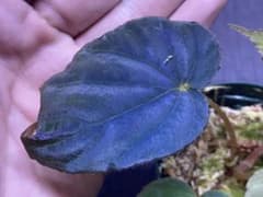 m31712065555_1.jpg?1727950340