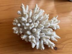 珊瑚礁のサムネイル