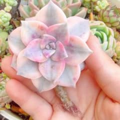 パープルディライト錦　多肉植物　エケベリア