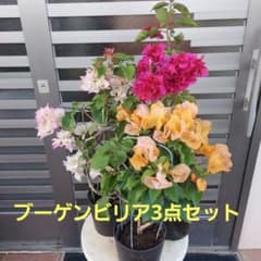 ブーゲンビリア3点セット‼️No.320 らくらくメルカリ便発送‼️ - メルカリ