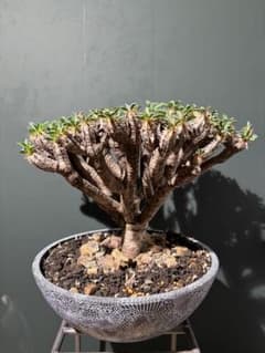 ユーフォルビア ギラウミニアナ 良型 大株 現地球 発根済み - メルカリ