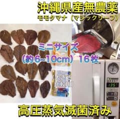 ミニサイズ 16枚 高圧蒸気滅菌済み沖縄県産無農薬モモタマナ - メルカリ