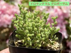 ドロサンテマム グロボーサム 多肉植物 7.5cmポット 抜き苗 現物発送