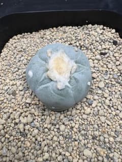ロホホラ　シワ肌銀冠玉　サボテン　国内繁殖品　実生のサムネイル