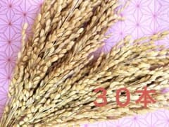 稲穂ドライフラワーのサムネイル
