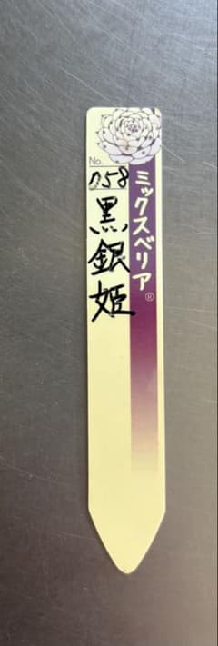 ＊めぐりん＊ ミックスベリア札 黒銀姫 札のみ ミックスベリア おらいさん苗 多肉植物 - メルカリ