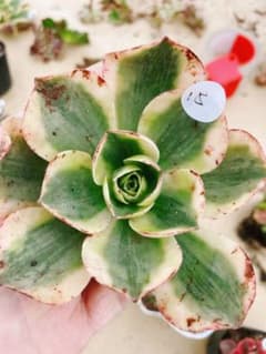 金*沁様 15 香炉盤超白錦 多肉植物 アエオニウム カット苗 - メルカリ