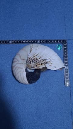 オウムガイ 殻②のサムネイル