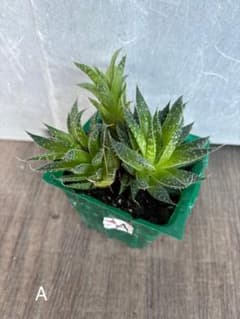 多肉植物　サボテン　アロエ苗　A
