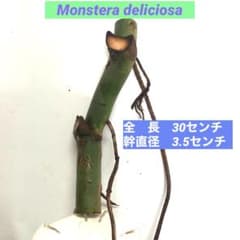 極太モンステラ 】MD-1 デリシオーサ 30センチ ボトムカット - メルカリ