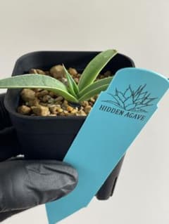 ジェレミー産 Hidden Agave アガベ オバティフォリア モビー US株