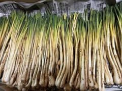 沖縄県産　島らっきょう　5kgのサムネイル