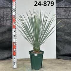 ユッカ　ロストラータ　ランチョブルー【24-879】シルバーブルー ユッカ ロストラータ ランチョブルー【24-879】シルバーブルー - メルカリ