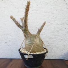 発根済み】パキポディウム グラキリス 幹幅 10cm - メルカリ