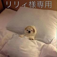 ドッグフード 色々 高齢犬のサムネイル
