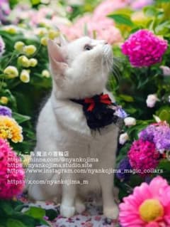 【小悪魔になれちゃう首輪】猫用首輪 記念価格!安全バックル レース ハンドメイドのサムネイル