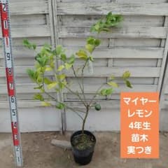 マイヤーレモン 4年生 苗木のサムネイル