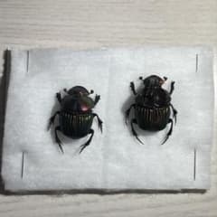 外国産昆虫標本 メキシコ産ニジダイコクコガネ ペア合計2匹 針穴有り