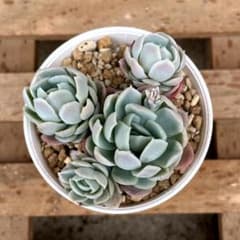 多肉植物 エケベリア エレガンス（月影） 寄せ植え株 抜き苗のサムネイル