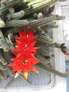 多肉植物 サボテンのサムネイル