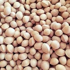 大粒 銀杏 90粒 約220〜230gのサムネイル