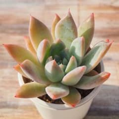氷山　2  多肉植物 抜き苗のサムネイル