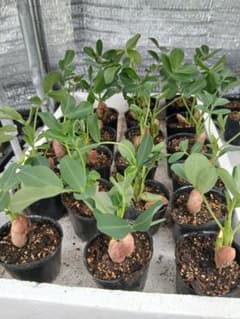無農薬　落花生の苗　3ポットのサムネイル