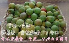 梅 青梅～完熟 キズ ソバカスあり １キロ 無農薬 自然栽培のサムネイル