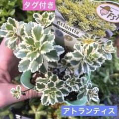 多肉植物☆訳あり！アトランティス☆タグ付き☆❣️抜き苗❣️のサムネイル
