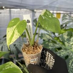 MB24モンステラ デリシオーサ ベトシオーサ 2寸ポリポット ネコポス