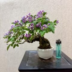 樹高14㎝ 激古極太‼️木萩 小品 盆栽 真柏 黒松 五葉松 赤松 紅葉