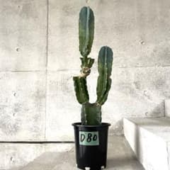 (トゲ無し) ヌーダム 【鉢植え・送料込】柱サボテン ブランチ 柱サボテン・ヌーダム（トゲなし鬼面角）◇ハシラ Amazon.co.jp: 沖縄育ち サボテン