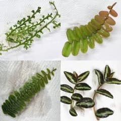 パルダリウム植物4種のサムネイル