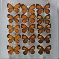 蝶の標本 チョウセンアカシジミ3県15頭セット 飼育品及び野外品 規制前