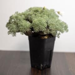 発根済】サルコカウロン ムルチフィズム 現地株 モンソニア