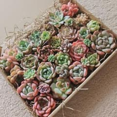 多肉植物 寄せ植えセットのサムネイル