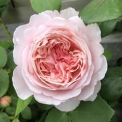 ＊ヒロ様確認用＊　ばら苗 バラ苗 挿し木苗　薄ピンク ピンクのバラ苗 ばら苗 挿し木苗 - メルカリ