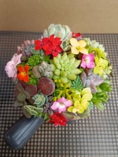 そのまま飾れる多肉植物寄せ植え♡のサムネイル