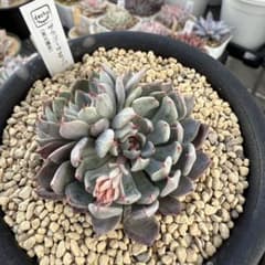 多肉植物 エケベリア ザラゴーサSPノバ 見元苗 花芽付き - メルカリ