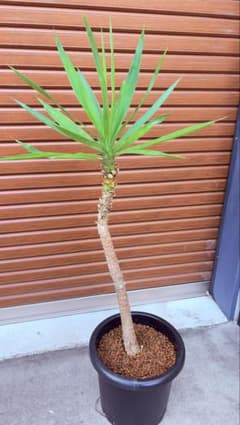 ユッカ エレファンティペスのサムネイル