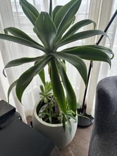 ヴィンテージにピッタリ観葉植物　鉢込のサムネイル