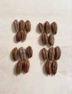㉞【栽培】20粒 ナツメヤシ デーツ 種子 苗 エデンの果実 生命の樹のサムネイル