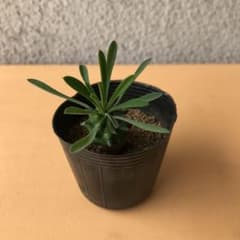 多肉植物　峨眉山のサムネイル