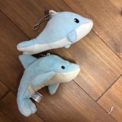 イルカのサムネイル