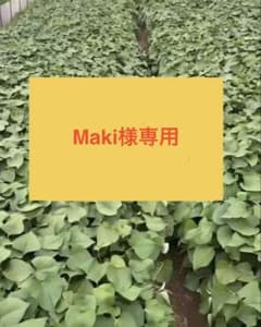 Maki様専用 紅はるか切り苗40本のサムネイル